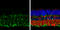 Homeobox protein DLX-2 antibody, GTX129123, GeneTex, Immunohistochemistry paraffin image 