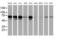 Dynein Axonemal Assembly Factor 1 antibody, MA5-25931, Invitrogen Antibodies, Western Blot image 