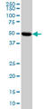 PKR2 antibody, LS-C133396, Lifespan Biosciences, Western Blot image 