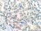 Retinol Dehydrogenase 11 antibody, 11077-1-AP, Proteintech Group, Immunohistochemistry frozen image 