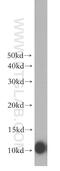 AKAP7 antibody, 12591-1-AP, Proteintech Group, Western Blot image 