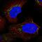 Lymphocyte antigen 96 antibody, HPA053060, Atlas Antibodies, Immunofluorescence image 