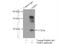 Glia Maturation Factor Gamma antibody, 13625-1-AP, Proteintech Group, Immunoprecipitation image 