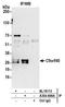 Chromosome 9 Open Reading Frame 40 antibody, A304-698A, Bethyl Labs, Immunoprecipitation image 