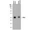 Progestagen Associated Endometrial Protein antibody, AF842, R&D Systems, Western Blot image 