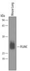 Protein Plunc antibody, PA5-47605, Invitrogen Antibodies, Western Blot image 
