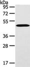 WW Domain Containing Oxidoreductase antibody, TA351957, Origene, Western Blot image 