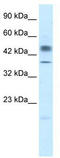 POU Class 3 Homeobox 1 antibody, TA332119, Origene, Western Blot image 
