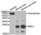 Mannose Binding Lectin 2 antibody, abx004465, Abbexa, Western Blot image 