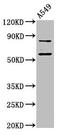 Leucine-rich repeat flightless-interacting protein 2 antibody, LS-C672500, Lifespan Biosciences, Western Blot image 