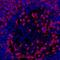 CD45RO antibody, A500-020A, Bethyl Labs, Immunohistochemistry frozen image 