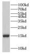 Interferon Induced Transmembrane Protein 2 antibody, FNab04142, FineTest, Western Blot image 