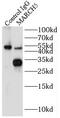 E3 ubiquitin-protein ligase MARCH5 antibody, FNab05003, FineTest, Immunoprecipitation image 
