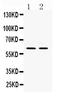 RELB Proto-Oncogene, NF-KB Subunit antibody, PB9799, Boster Biological Technology, Western Blot image 