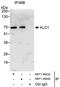 KLC1 antibody, NBP1-46839, Novus Biologicals, Immunoprecipitation image 