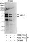 Myocardin Related Transcription Factor B antibody, A302-767A, Bethyl Labs, Immunoprecipitation image 