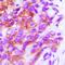 Major Histocompatibility Complex, Class II, DP Beta 1 antibody, LS-C482279, Lifespan Biosciences, Immunohistochemistry frozen image 