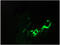Annexin A5 antibody, AM32999PU-N, Origene, Immunofluorescence image 