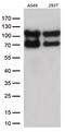 Lysyl-TRNA Synthetase antibody, TA812796, Origene, Western Blot image 