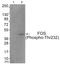 Fos Proto-Oncogene, AP-1 Transcription Factor Subunit antibody, AP55783PU-S, Origene, Western Blot image 