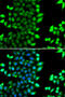 RING-box protein 2 antibody, 22-847, ProSci, Immunofluorescence image 