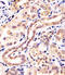 BTB/POZ domain-containing protein KCTD11 antibody, MBS9216990, MyBioSource, Immunohistochemistry frozen image 