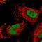 Cerebellin 3 Precursor antibody, PA5-59498, Invitrogen Antibodies, Immunofluorescence image 