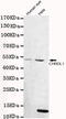Chordin Like 1 antibody, MBS475021, MyBioSource, Western Blot image 