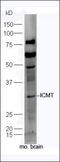 Isoprenylcysteine Carboxyl Methyltransferase antibody, orb2269, Biorbyt, Western Blot image 