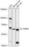 Hyaluronan-binding protein 2 antibody, 15-606, ProSci, Western Blot image 