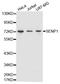 Sentrin-specific protease 1 antibody, STJ111061, St John