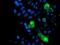 Mitochondrial Ribosomal Protein S27 antibody, NBP2-45938, Novus Biologicals, Immunofluorescence image 