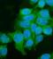 Utrophin antibody, A02194-1, Boster Biological Technology, Immunofluorescence image 