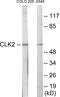 CDC Like Kinase 2 antibody, EKC1731, Boster Biological Technology, Western Blot image 