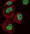 Homeobox protein cut-like 1 antibody, abx032659, Abbexa, Immunocytochemistry image 