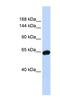 Zinc Finger Protein 91 antibody, NBP1-79226, Novus Biologicals, Western Blot image 