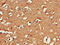 Growth arrest-specific protein 7 antibody, CSB-PA009271LA01HU, Cusabio, Immunohistochemistry frozen image 
