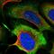 MICAL C-Terminal Like antibody, HPA039895, Atlas Antibodies, Immunocytochemistry image 