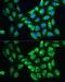 Prdx6 antibody, GTX54632, GeneTex, Immunocytochemistry image 