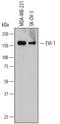 MDS1 And EVI1 Complex Locus antibody, MAB7506, R&D Systems, Western Blot image 