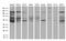 Ephrin type-A receptor 6 antibody, TA809373S, Origene, Western Blot image 