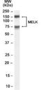 Maternal Embryonic Leucine Zipper Kinase antibody, NB100-782, Novus Biologicals, Western Blot image 