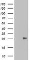 CSF2 antibody, TA807985S, Origene, Western Blot image 