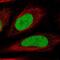 HIRA Interacting Protein 3 antibody, NBP2-55101, Novus Biologicals, Immunofluorescence image 