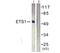 ETS Proto-Oncogene 1, Transcription Factor antibody, PA5-38270, Invitrogen Antibodies, Western Blot image 