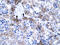 SUB1 Regulator Of Transcription antibody, 31-238, ProSci, Immunohistochemistry frozen image 