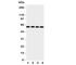 TNF Receptor Superfamily Member 11b antibody, R31231, NSJ Bioreagents, Western Blot image 