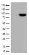 DNA repair protein XRCC1 antibody, CF500880, Origene, Western Blot image 