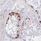 Zinc Finger Protein 713 antibody, NBP2-31767, Novus Biologicals, Immunohistochemistry frozen image 