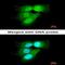 Proteasome 20S alpha 6 antibody, orb74180, Biorbyt, Immunofluorescence image 